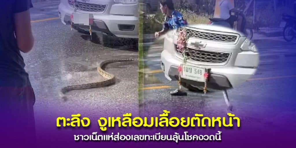 คอหวยตาแทบแตก ส่องทะเบียนรถ งูใหญ่ เลื้อยตัดหน้าขณะเล่นสงกรานต์