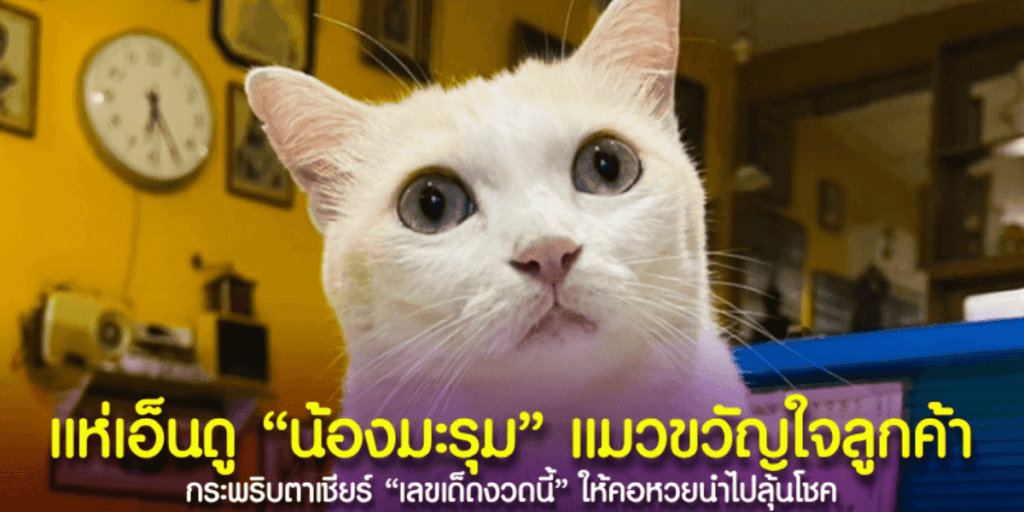 “น้องมะรุม” แมวน้อยน่ารัก ขวัญใจลูกค้า เชียร์ขาย “เลขเด็ด” ให้คอหวยนำไปลุ้นโชค
