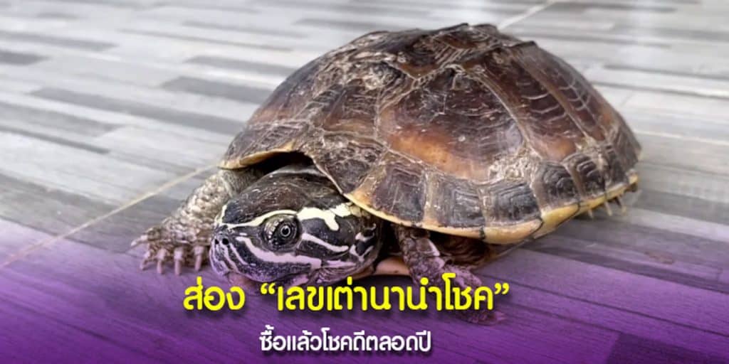 เลขเด็ดเต่านา