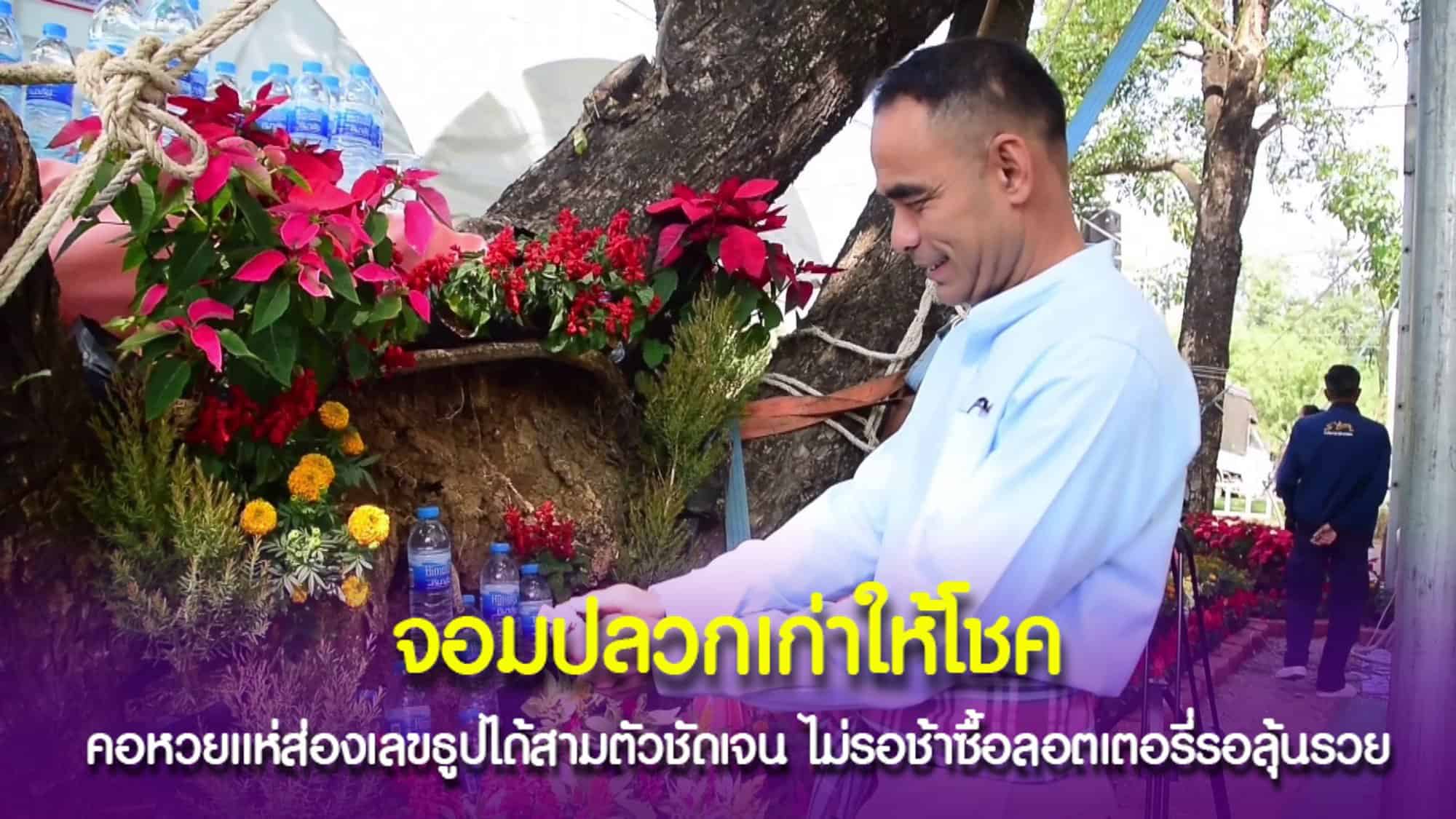 จอมปลวก ในเหมืองแร่เก่าให้โชค
