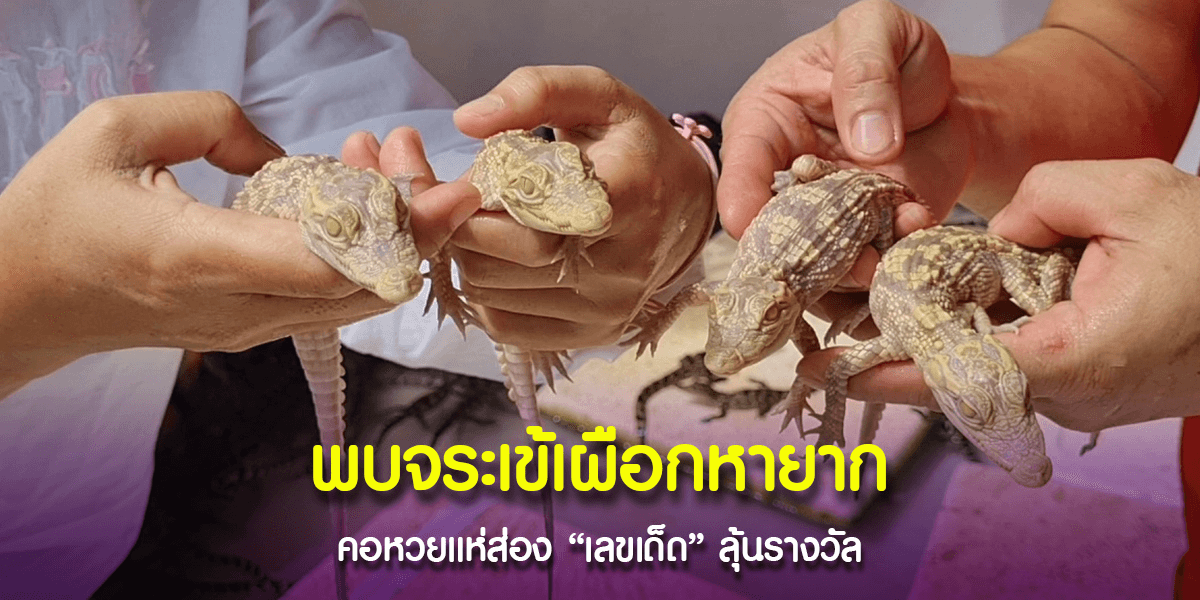 ฟักลูกจระเข้เผือก 4