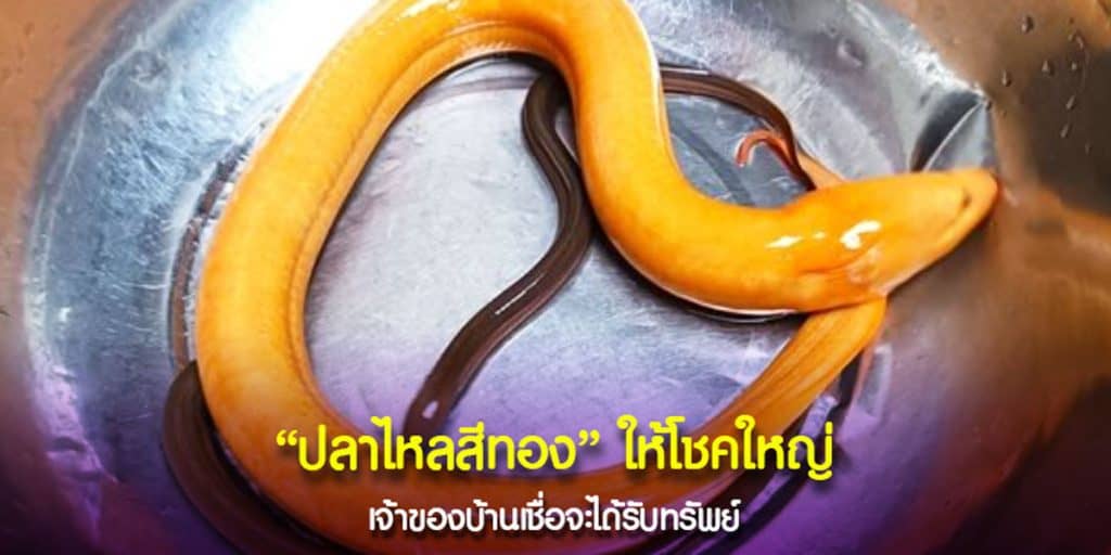 เลขสวย ปลาไหลสีทอง