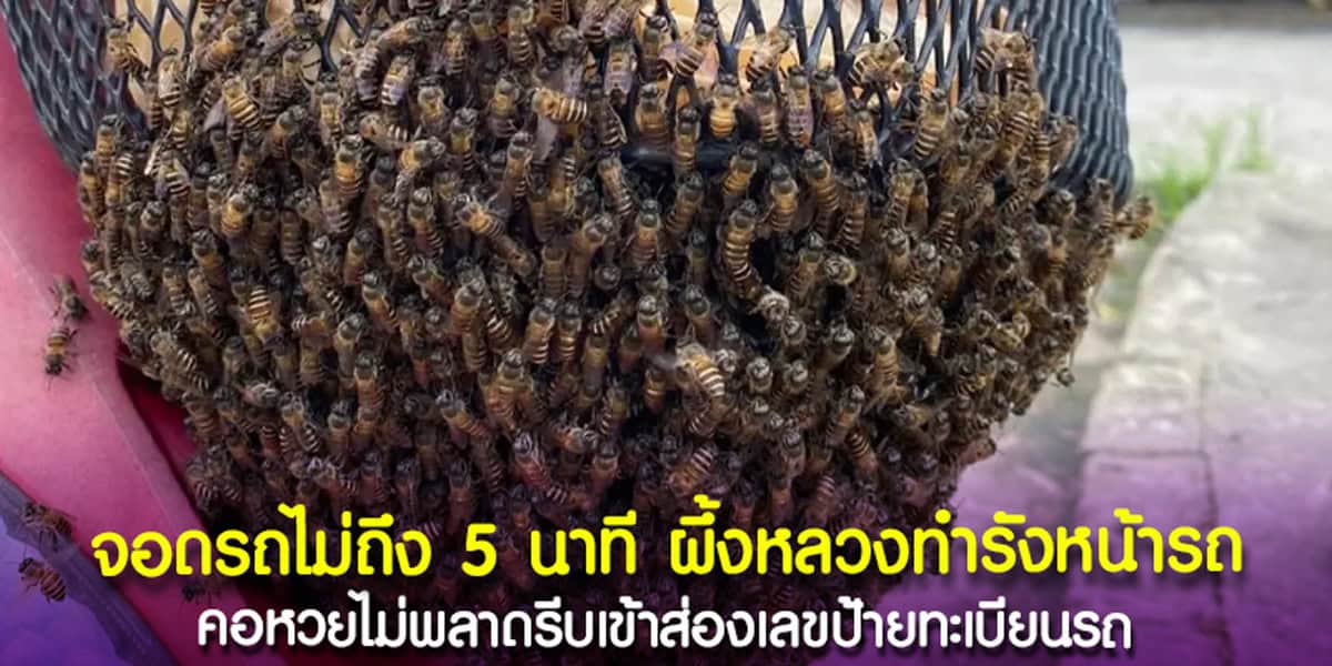 ผึ้งทำรังใต้ตะกร้าหน้ารถ