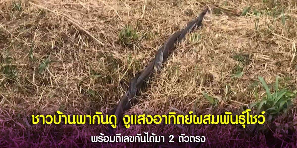 งูแสงอาทิตย์ผสมพันธุ์โชว์